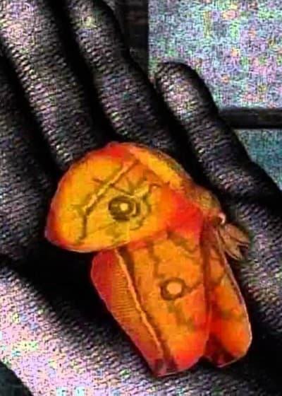 Anime poster: A Place Where There Are Moths